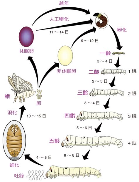 蠶的生命週期|認識家蠶